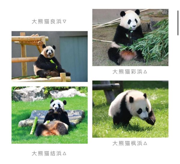巨人配资 旅日大熊猫“滨家族”四名成员回国！曾有日本粉丝赴四川探望
